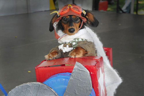 Dog Costume Contest at Noon